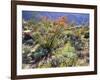 Blooming Ocotillo Cactus and Brittlebush Desert Wildflowers, Anza-Borrego Desert State Park-Christopher Talbot Frank-Framed Photographic Print