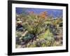 Blooming Ocotillo Cactus and Brittlebush Desert Wildflowers, Anza-Borrego Desert State Park-Christopher Talbot Frank-Framed Photographic Print