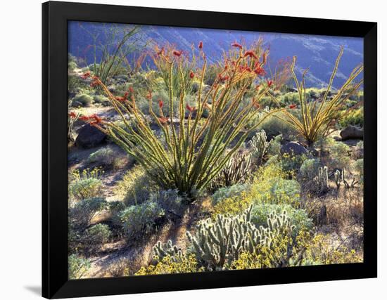 Blooming Ocotillo Cactus and Brittlebush Desert Wildflowers, Anza-Borrego Desert State Park-Christopher Talbot Frank-Framed Photographic Print