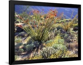 Blooming Ocotillo Cactus and Brittlebush Desert Wildflowers, Anza-Borrego Desert State Park-Christopher Talbot Frank-Framed Photographic Print