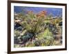 Blooming Ocotillo Cactus and Brittlebush Desert Wildflowers, Anza-Borrego Desert State Park-Christopher Talbot Frank-Framed Photographic Print