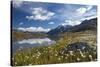 Blooming of Cotton Grass on the Shores of Lago Bianco Not Far from the Gavia Pass-ClickAlps-Stretched Canvas