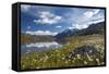 Blooming of Cotton Grass on the Shores of Lago Bianco Not Far from the Gavia Pass-ClickAlps-Framed Stretched Canvas