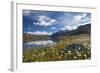 Blooming of Cotton Grass on the Shores of Lago Bianco Not Far from the Gavia Pass-ClickAlps-Framed Photographic Print