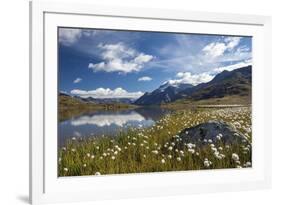 Blooming of Cotton Grass on the Shores of Lago Bianco Not Far from the Gavia Pass-ClickAlps-Framed Photographic Print