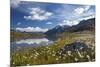 Blooming of Cotton Grass on the Shores of Lago Bianco Not Far from the Gavia Pass-ClickAlps-Mounted Photographic Print