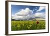 Blooming of yellow flowers and red poppies, Castelluccio di Norcia, Umbria, Italy-Roberto Moiola-Framed Photographic Print