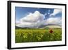 Blooming of yellow flowers and red poppies, Castelluccio di Norcia, Umbria, Italy-Roberto Moiola-Framed Photographic Print