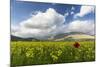 Blooming of yellow flowers and red poppies, Castelluccio di Norcia, Umbria, Italy-Roberto Moiola-Mounted Photographic Print