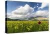 Blooming of yellow flowers and red poppies, Castelluccio di Norcia, Umbria, Italy-Roberto Moiola-Stretched Canvas