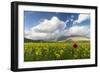 Blooming of yellow flowers and red poppies, Castelluccio di Norcia, Umbria, Italy-Roberto Moiola-Framed Photographic Print