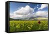 Blooming of yellow flowers and red poppies, Castelluccio di Norcia, Umbria, Italy-Roberto Moiola-Framed Stretched Canvas