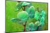 Blooming Orchids in Green Tones on Green Floral Ornament Backgound-Alaya Gadeh-Mounted Photographic Print