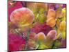 Blooming Orchids in Orange Tones Infront of Red Pink Floral Ornament Backgound-Alaya Gadeh-Mounted Photographic Print