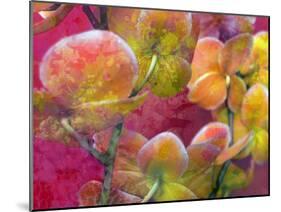 Blooming Orchids in Orange Tones Infront of Red Pink Floral Ornament Backgound-Alaya Gadeh-Mounted Photographic Print