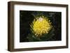 Blooming Pincushion Protea (Leucospermum species), Table Mountain National Park-G&M Therin-Weise-Framed Photographic Print