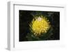 Blooming Pincushion Protea (Leucospermum species), Table Mountain National Park-G&M Therin-Weise-Framed Photographic Print