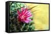 Blooming Pink Cactus Flowers-Satakorn-Framed Stretched Canvas