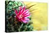 Blooming Pink Cactus Flowers-Satakorn-Stretched Canvas