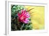 Blooming Pink Cactus Flowers-Satakorn-Framed Photographic Print