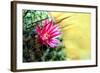 Blooming Pink Cactus Flowers-Satakorn-Framed Photographic Print