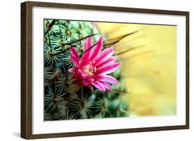 Blooming Pink Cactus Flowers-Satakorn-Framed Photographic Print