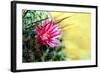 Blooming Pink Cactus Flowers-Satakorn-Framed Photographic Print