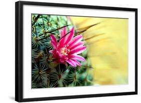 Blooming Pink Cactus Flowers-Satakorn-Framed Photographic Print