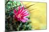 Blooming Pink Cactus Flowers-Satakorn-Mounted Photographic Print