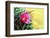 Blooming Pink Cactus Flowers-Satakorn-Framed Photographic Print