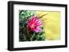 Blooming Pink Cactus Flowers-Satakorn-Framed Photographic Print