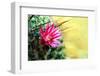 Blooming Pink Cactus Flowers-Satakorn-Framed Photographic Print