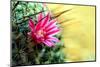 Blooming Pink Cactus Flowers-Satakorn-Mounted Photographic Print