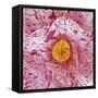 Blooming Pink Flower-Micha Pawlitzki-Framed Stretched Canvas