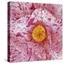 Blooming Pink Flower-Micha Pawlitzki-Stretched Canvas