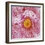 Blooming Pink Flower-Micha Pawlitzki-Framed Photographic Print