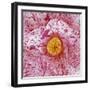 Blooming Pink Flower-Micha Pawlitzki-Framed Photographic Print