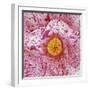 Blooming Pink Flower-Micha Pawlitzki-Framed Photographic Print