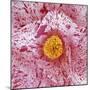 Blooming Pink Flower-Micha Pawlitzki-Mounted Photographic Print