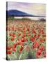 Blooming Poppy 2-Li Bo-Stretched Canvas