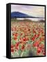 Blooming Poppy 2-Li Bo-Framed Stretched Canvas