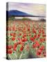 Blooming Poppy 2-Li Bo-Stretched Canvas