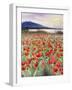 Blooming Poppy 2-Li Bo-Framed Giclee Print