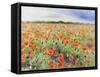 Blooming Poppy 3-Li Bo-Framed Stretched Canvas