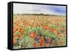 Blooming Poppy 3-Li Bo-Framed Stretched Canvas