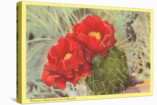 Blooming Prickly Pear Cactus-null-Stretched Canvas