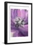 Blooming Purple-Kimberly Allen-Framed Art Print