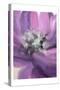 Blooming Purple-Kimberly Allen-Stretched Canvas