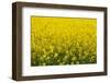 Blooming Rape Field in France-By-Framed Photographic Print