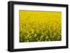 Blooming Rape Field in France-By-Framed Photographic Print